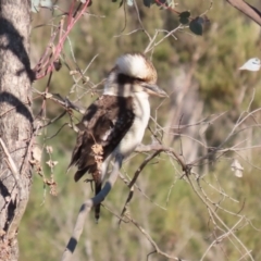 Dacelo novaeguineae at Paddys River, ACT - 4 Sep 2023