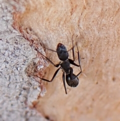 Camponotus nigroaeneus (Sugar ant) at Belconnen, ACT - 3 Sep 2023 by CathB