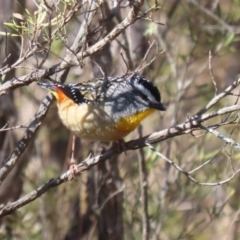 Pardalotus punctatus (Spotted Pardalote) at Tidbinbilla Nature Reserve - 4 Sep 2023 by RodDeb