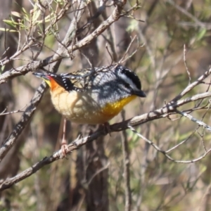 Pardalotus punctatus at Paddys River, ACT - 4 Sep 2023