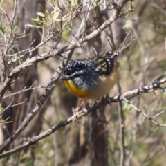 Pardalotus punctatus at Paddys River, ACT - 4 Sep 2023