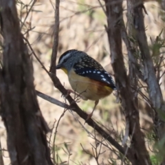 Pardalotus punctatus at Paddys River, ACT - 4 Sep 2023