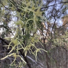 Clematis leptophylla (Small-leaf Clematis, Old Man's Beard) at Black Mountain - 3 Sep 2023 by lyndallh