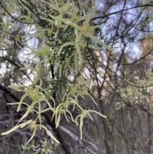 Clematis leptophylla at Canberra Central, ACT - 3 Sep 2023 04:40 PM