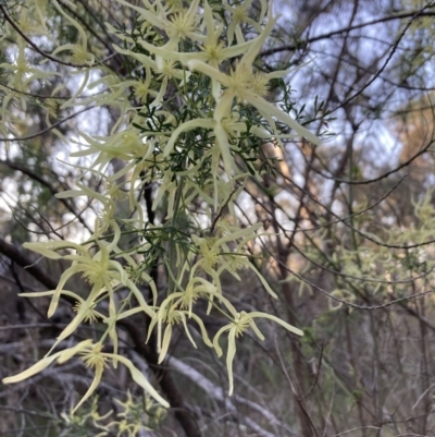 Clematis leptophylla (Small-leaf Clematis, Old Man's Beard) at Black Mountain - 3 Sep 2023 by lyndallh