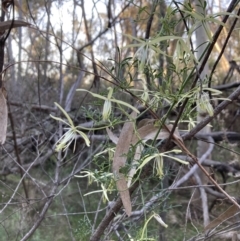 Clematis leptophylla (Small-leaf Clematis, Old Man's Beard) at Black Mountain - 3 Sep 2023 by lyndallh