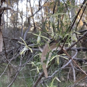 Clematis leptophylla at Canberra Central, ACT - 3 Sep 2023