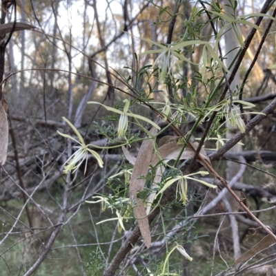 Clematis leptophylla (Small-leaf Clematis, Old Man's Beard) at Black Mountain - 3 Sep 2023 by lyndallh