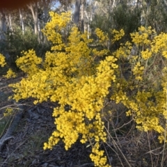 Acacia buxifolia subsp. buxifolia (Box-leaf Wattle) at Black Mountain - 3 Sep 2023 by lyndallh