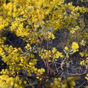 Acacia buxifolia subsp. buxifolia at Canberra Central, ACT - 3 Sep 2023