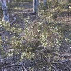 Acacia genistifolia (Early Wattle) at Canberra Central, ACT - 3 Sep 2023 by lyndallh