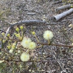 Acacia genistifolia at Canberra Central, ACT - 3 Sep 2023