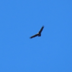 Aquila audax (Wedge-tailed Eagle) at Paddys River, ACT - 4 Sep 2023 by RodDeb