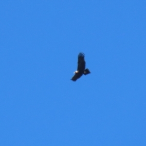 Aquila audax at Paddys River, ACT - 4 Sep 2023 12:53 PM