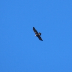 Aquila audax at Paddys River, ACT - 4 Sep 2023 12:53 PM