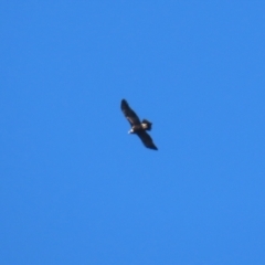Aquila audax at Paddys River, ACT - 4 Sep 2023