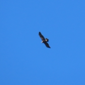 Aquila audax at Paddys River, ACT - 4 Sep 2023 12:53 PM