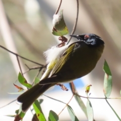 Melithreptus lunatus (White-naped Honeyeater) at Paddys River, ACT - 4 Sep 2023 by RodDeb