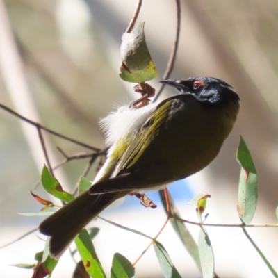 Melithreptus lunatus (White-naped Honeyeater) at Tidbinbilla Nature Reserve - 4 Sep 2023 by RodDeb