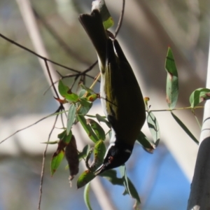 Melithreptus lunatus at Paddys River, ACT - 4 Sep 2023