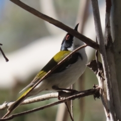 Melithreptus lunatus at Paddys River, ACT - 4 Sep 2023