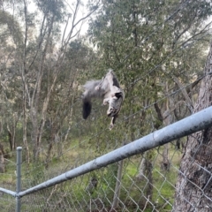 Petaurus norfolcensis (Squirrel Glider) at Albury - 1 Sep 2023 by AlburyCityEnviros