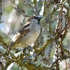 Passer domesticus (House Sparrow) at Symonston, ACT - 7 Aug 2023 by CallumBraeRuralProperty