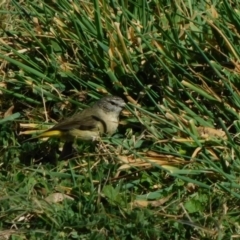 Acanthiza chrysorrhoa (Yellow-rumped Thornbill) at Symonston, ACT - 5 Sep 2023 by CallumBraeRuralProperty