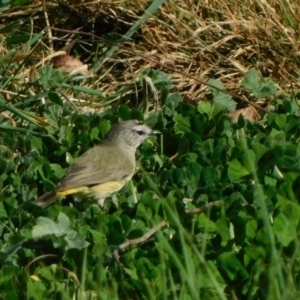 Acanthiza chrysorrhoa at Symonston, ACT - 5 Sep 2023