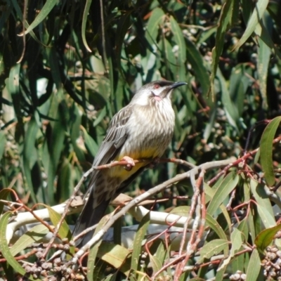 Anthochaera carunculata (Red Wattlebird) at Symonston, ACT - 5 Sep 2023 by CallumBraeRuralProperty