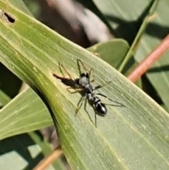 Myrmarachne (genus) (Unidentified Ant-mimic jumping spider) at Belconnen, ACT - 3 Sep 2023 by CathB