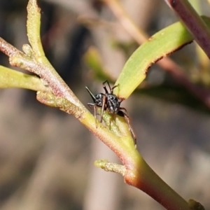 Myrmarachne sp. (genus) at Belconnen, ACT - 3 Sep 2023