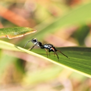 Myrmarachne sp. (genus) at Belconnen, ACT - 3 Sep 2023