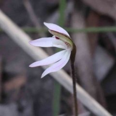 Caladenia fuscata (Dusky Fingers) at Caladenia Forest, O'Connor - 4 Sep 2023 by ConBoekel