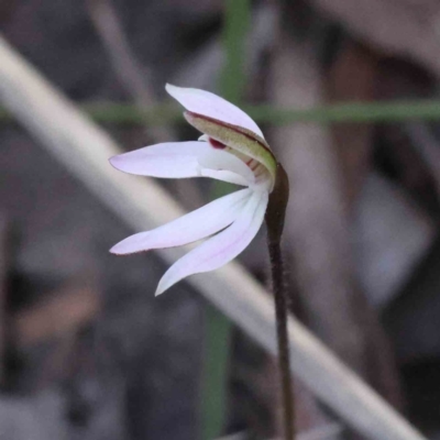 Caladenia fuscata (Dusky Fingers) at Acton, ACT - 4 Sep 2023 by ConBoekel