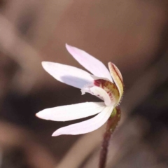 Caladenia fuscata (Dusky Fingers) at Caladenia Forest, O'Connor - 4 Sep 2023 by ConBoekel