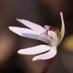 Caladenia fuscata at Acton, ACT - suppressed