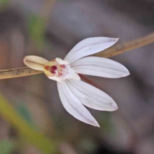 Caladenia fuscata at O'Connor, ACT - suppressed