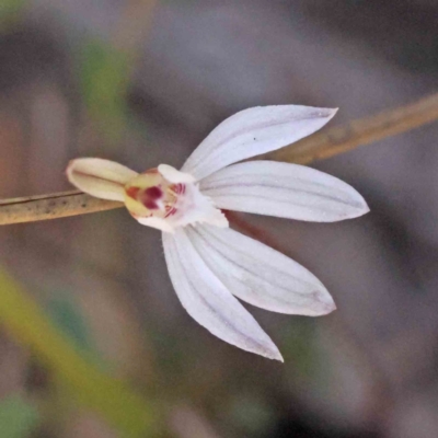 Caladenia fuscata (Dusky Fingers) at O'Connor, ACT - 4 Sep 2023 by ConBoekel