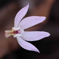 Caladenia fuscata (Dusky Fingers) at Acton, ACT - 4 Sep 2023 by ConBoekel