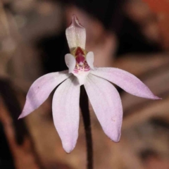 Caladenia fuscata at Acton, ACT - 4 Sep 2023