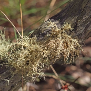 Usnea sp. (genus) at Acton, ACT - 5 Sep 2023 10:51 AM