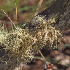 Usnea sp. (genus) (Bearded lichen) at Acton, ACT - 5 Sep 2023 by ConBoekel