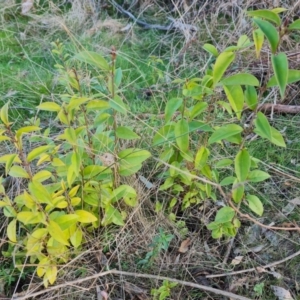 Ligustrum lucidum at Symonston, ACT - 5 Sep 2023 04:20 PM