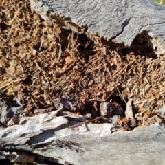 Papyrius sp. (genus) (A Coconut Ant) at Symonston, ACT - 5 Sep 2023 by Mike