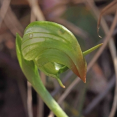 Pterostylis nutans (Nodding Greenhood) at Caladenia Forest, O'Connor - 5 Sep 2023 by ConBoekel