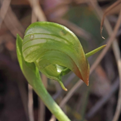 Pterostylis nutans (Nodding Greenhood) at O'Connor, ACT - 5 Sep 2023 by ConBoekel