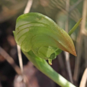 Pterostylis nutans at O'Connor, ACT - suppressed