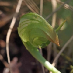 Pterostylis nutans at O'Connor, ACT - suppressed