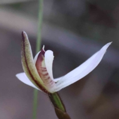 Caladenia fuscata (Dusky Fingers) at Caladenia Forest, O'Connor - 5 Sep 2023 by ConBoekel